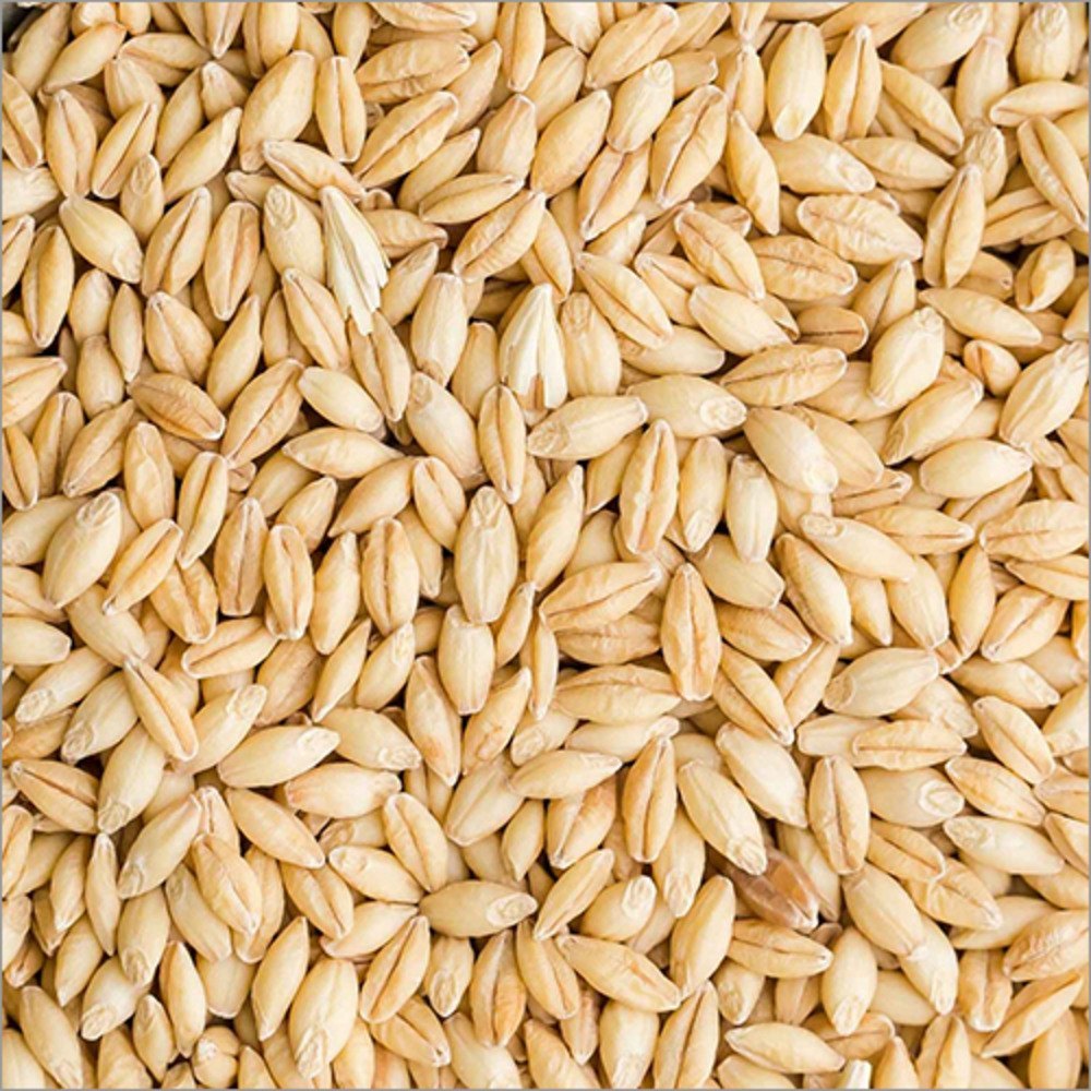 Barley