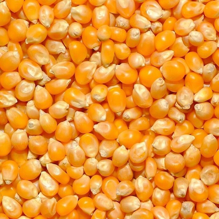 Yellow Corn